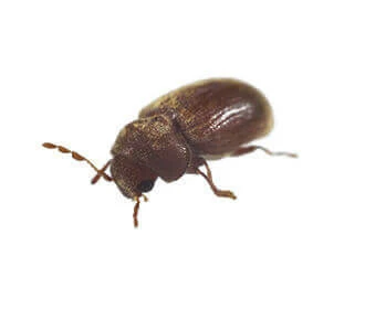 Leipäkuoriainen (Stegobium Paniceum)