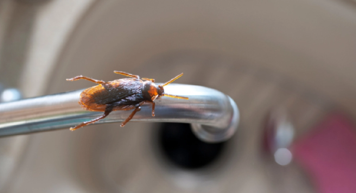 Cucaracha