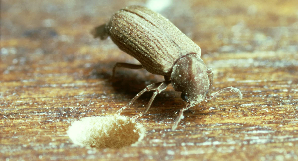 Common furniture beetle