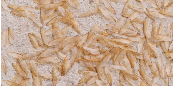 Termite pathway