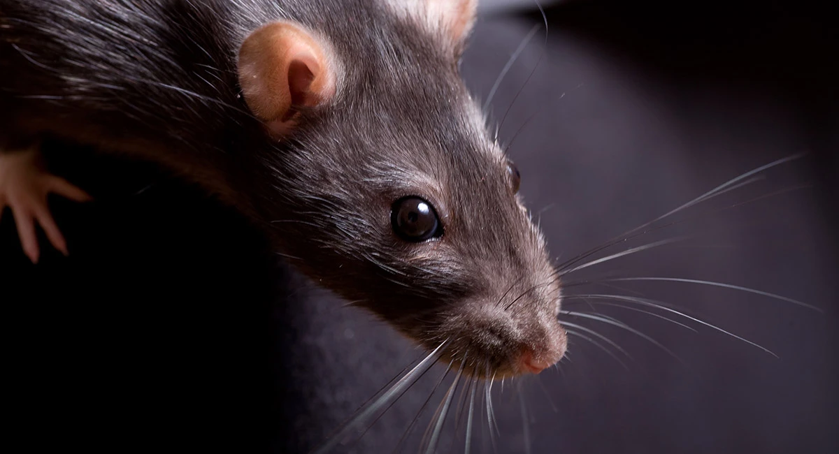 Rodents searching for food