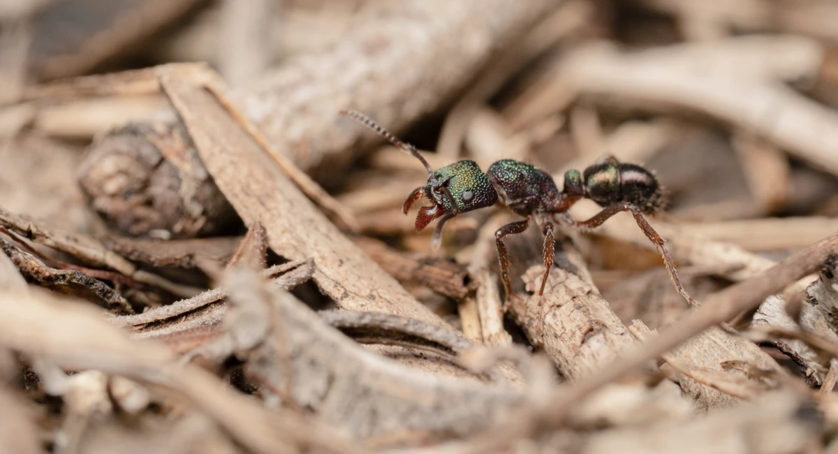Green Head Ant