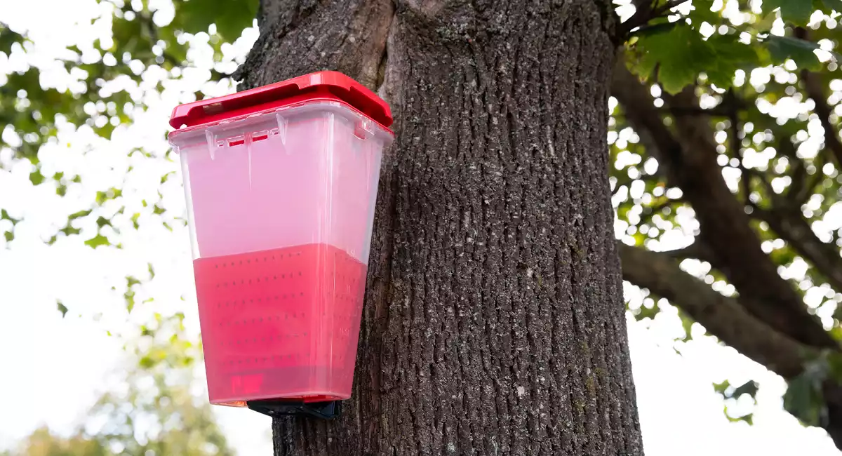 EcoCatch on tree