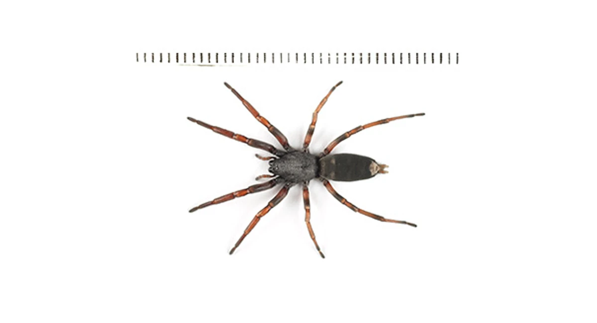 White-tailed spider