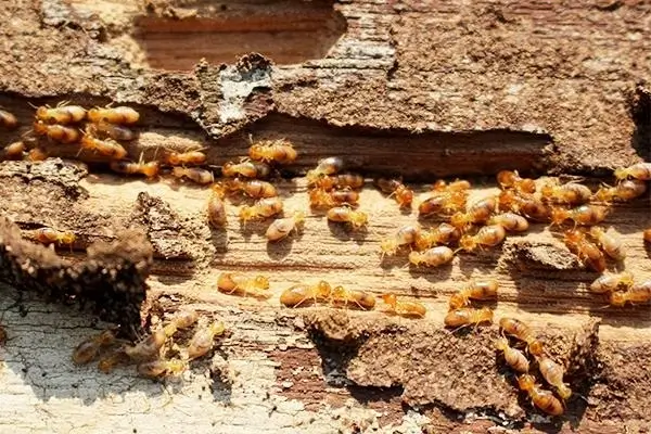 termite