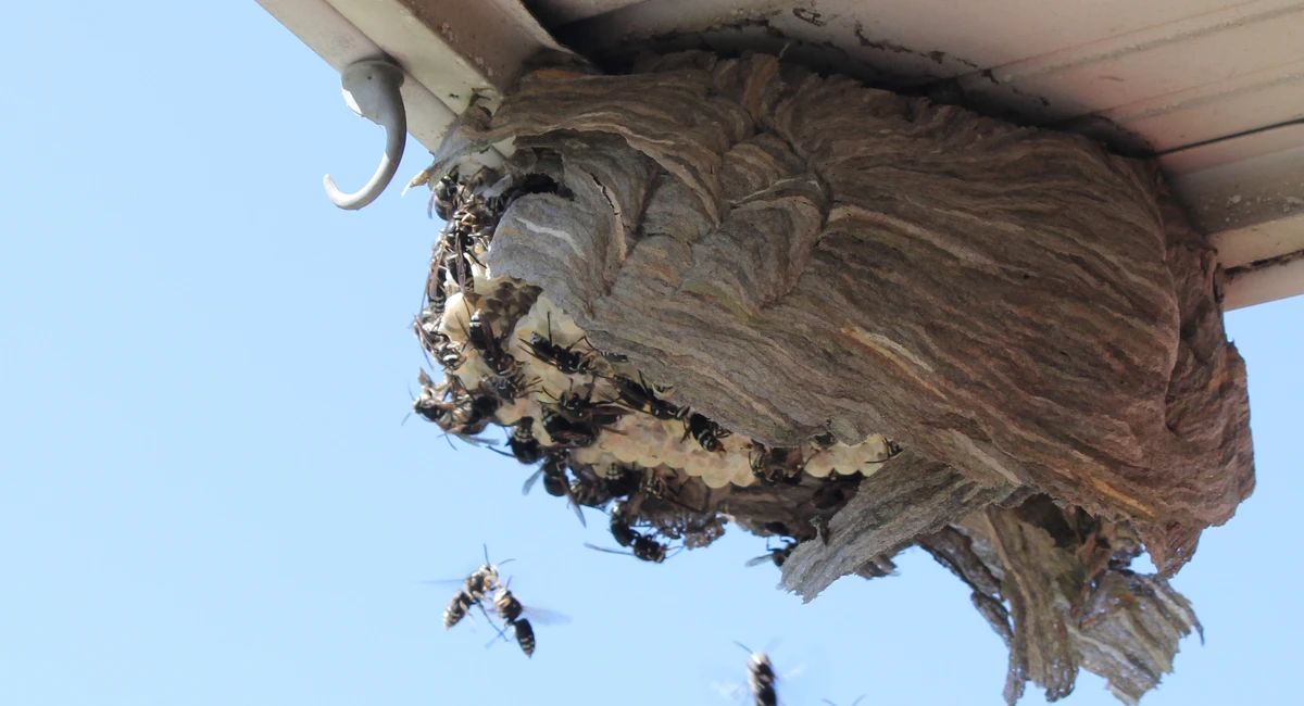 bees