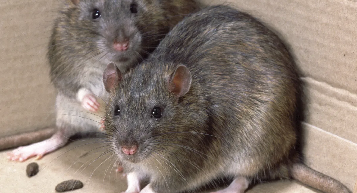 rat dropping