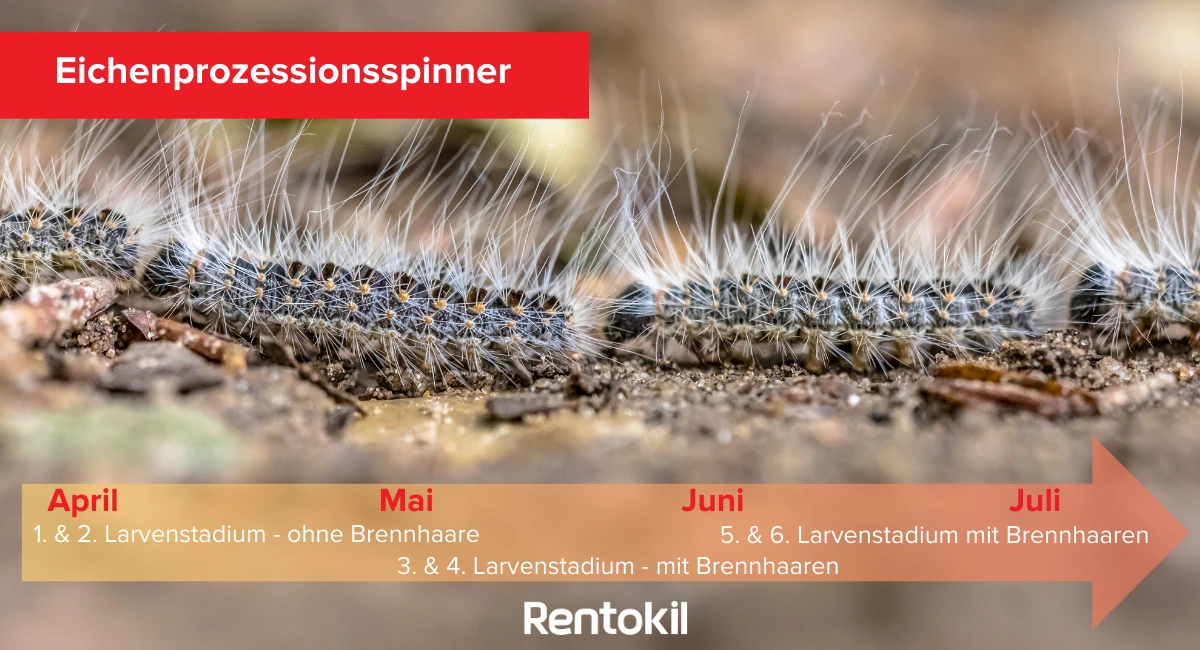 Eichenprozessionsspinner Larvenstadium Zeitstrahl