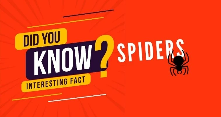 Spiders Facts