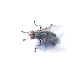 different types of flies