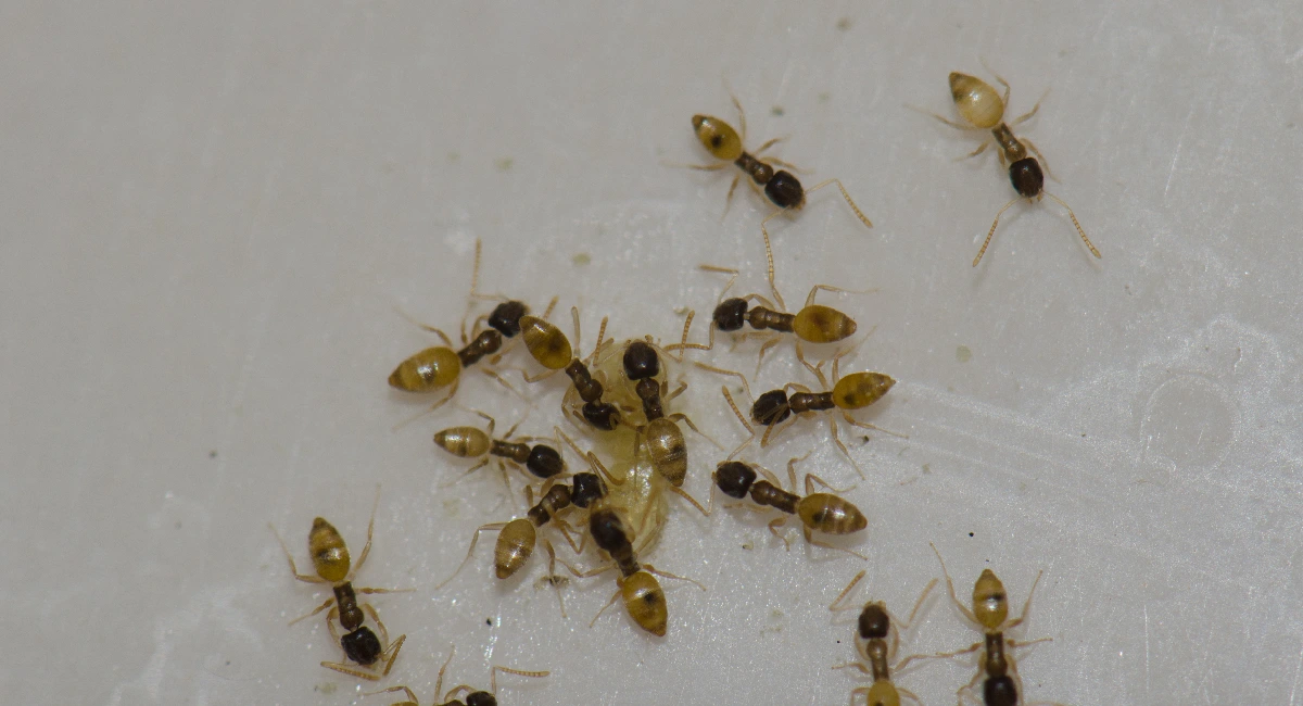 Ghost Ant