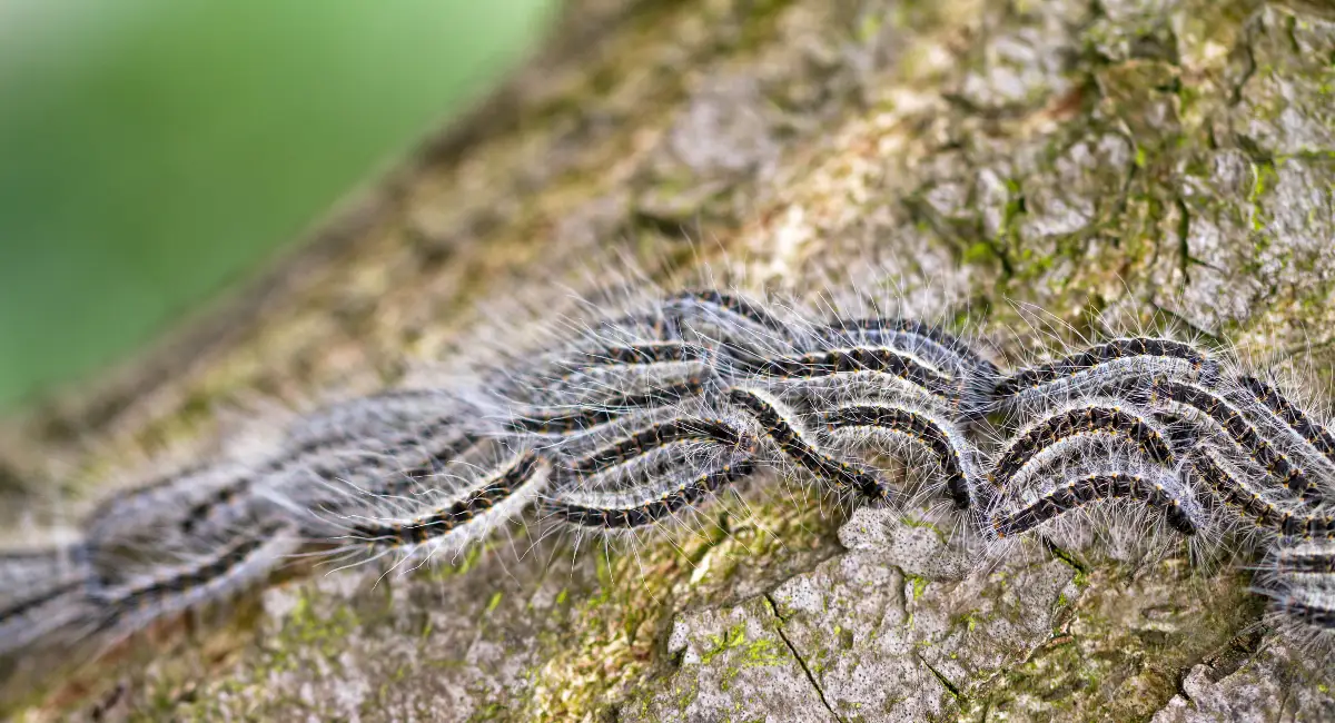 caterpillar