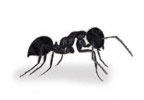 road ant