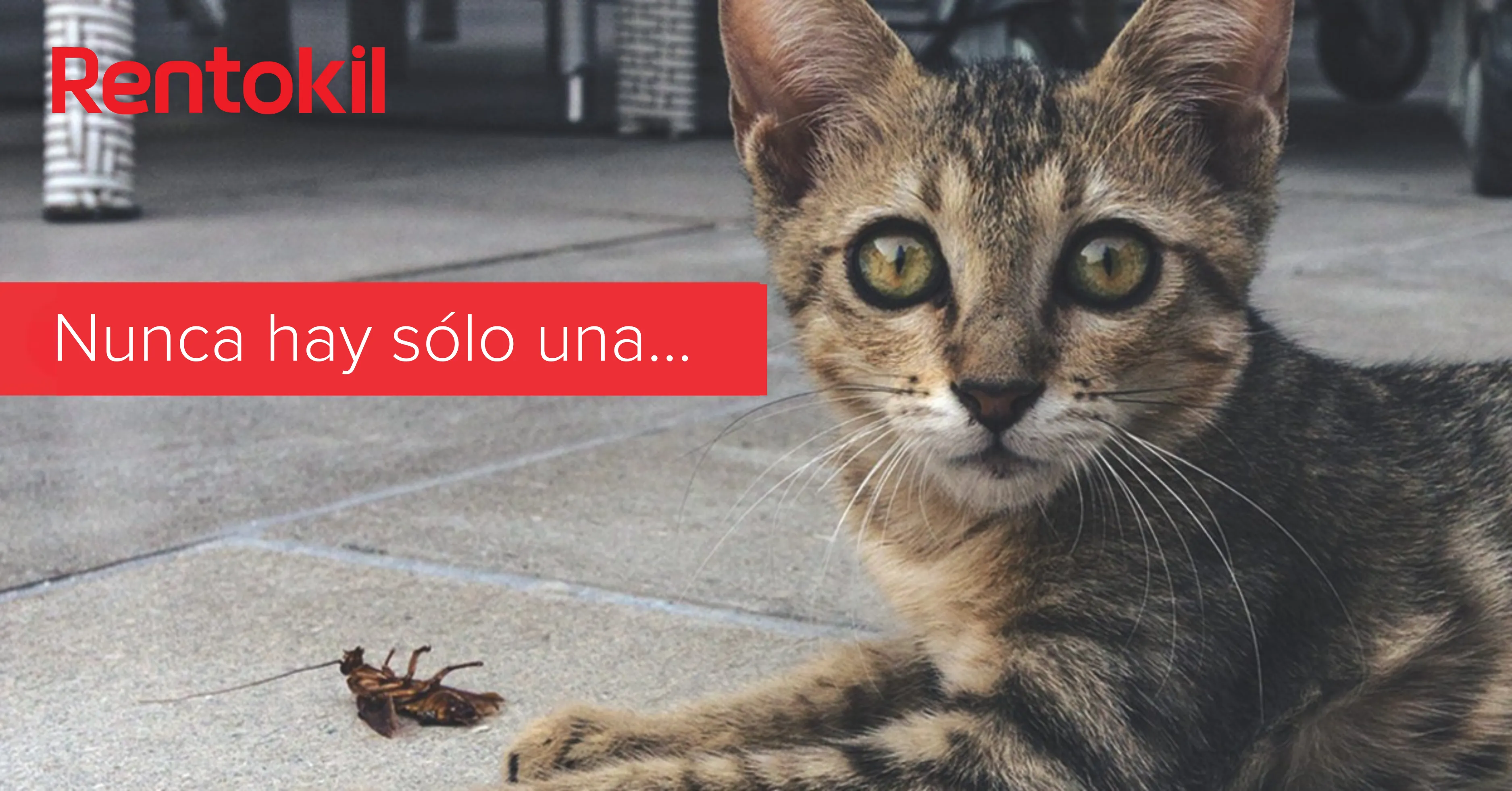 nunca hay una cucaracha sola...