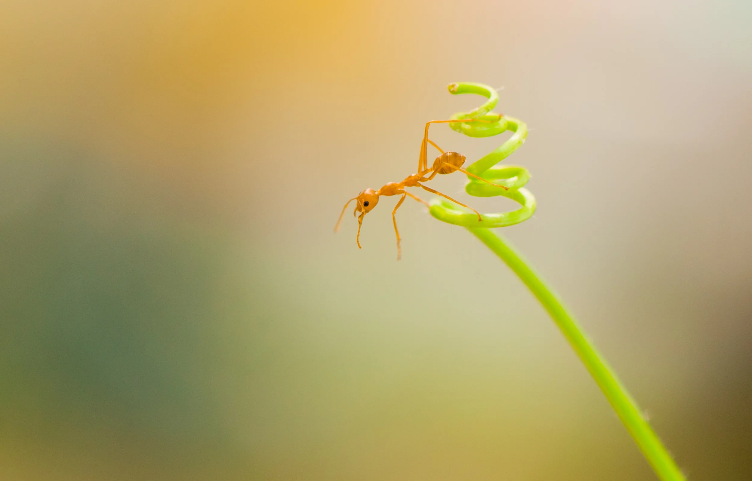 fourmi jaune - Lasius flavus