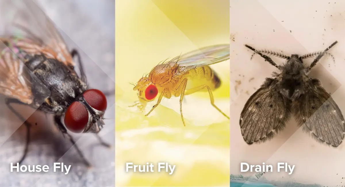 Different types of flies - house fly, fruit fly, and drain fly