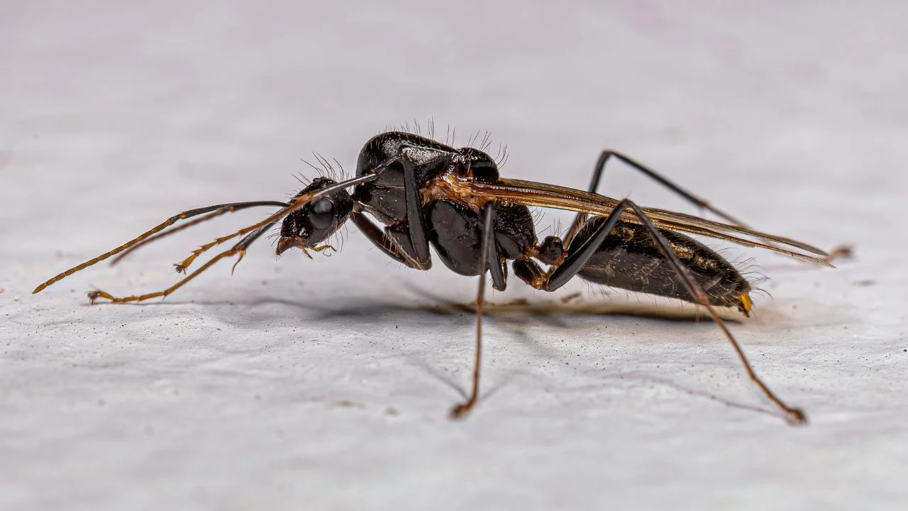 Carpenter Ants