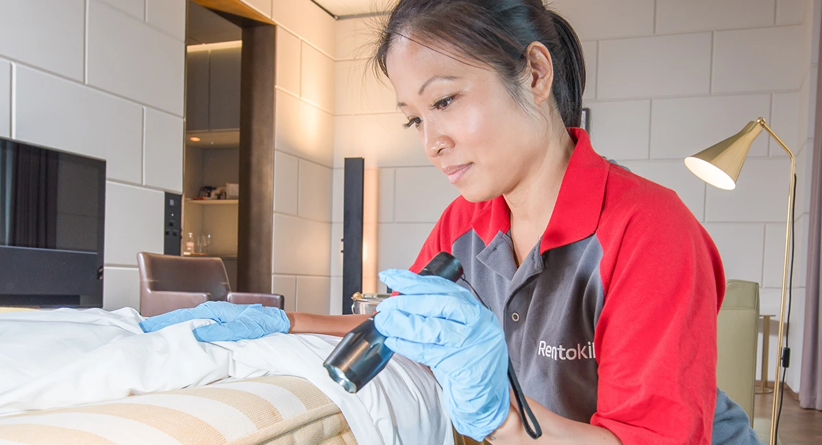 Technician Looking for Bed Bugs hospitality