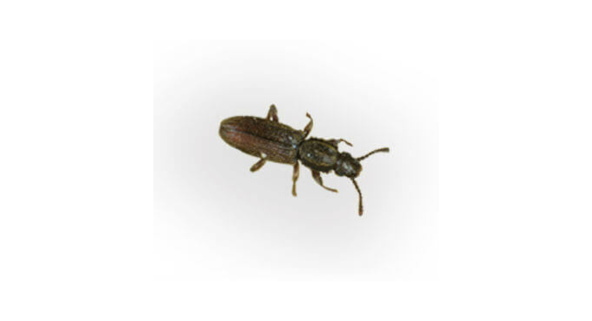 Sawtoothed grain beetle