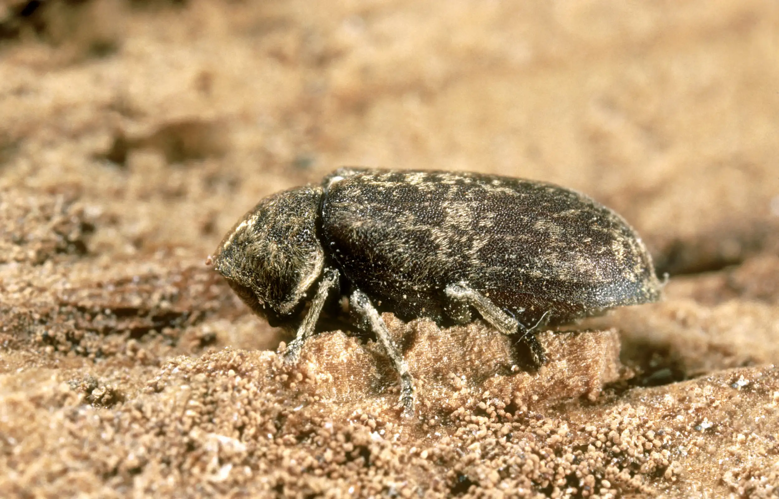 Grote klopkever of Bonte knaagkever - Xestobium rufovillosum