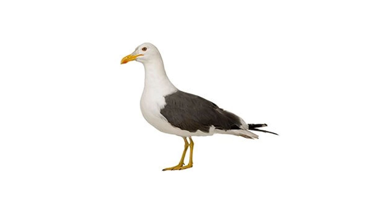 Bird Seagull