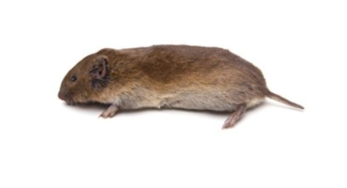 Aardmuis