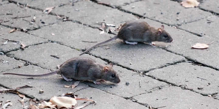 ratten op straat