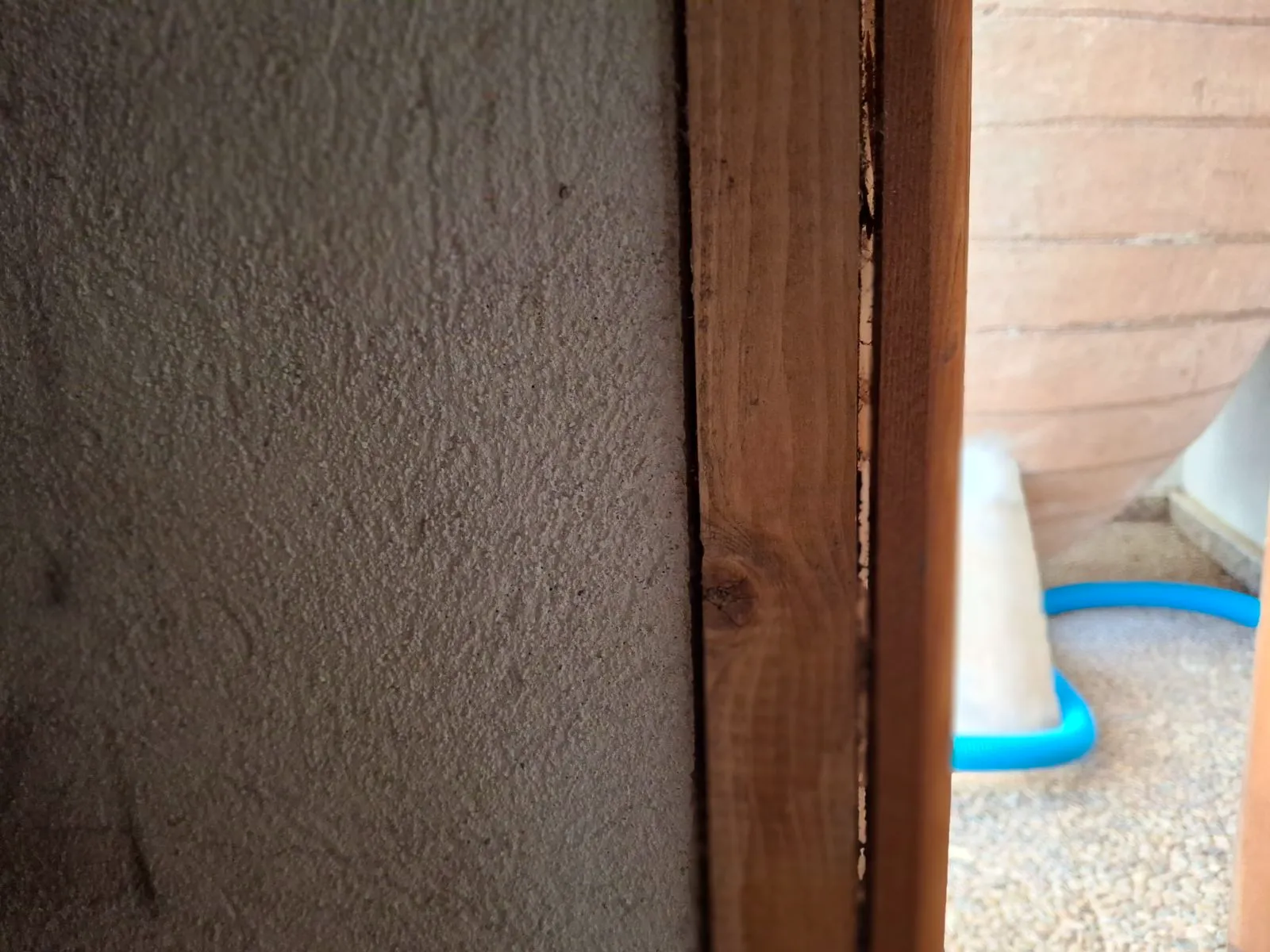 termitas en casa