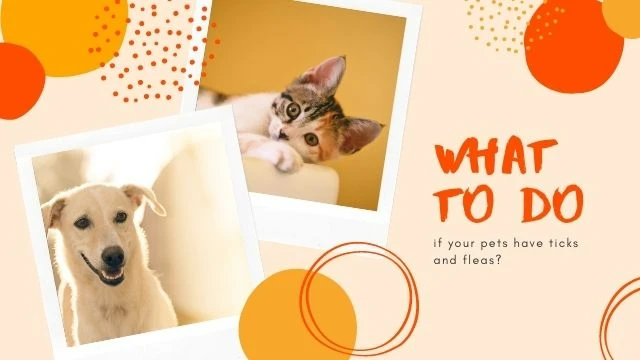 What to do if pest have ticks and fleas
