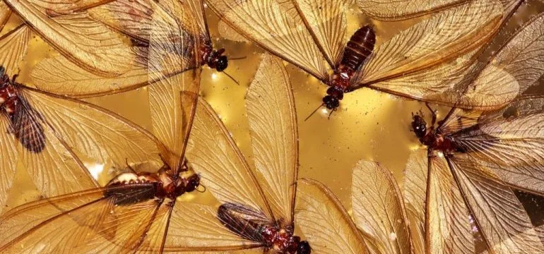 Detached wings are the conclusive evidence of the presence of an ant colony indoors
