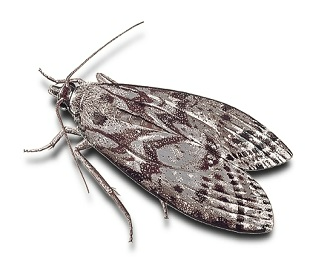 Aranha lobo