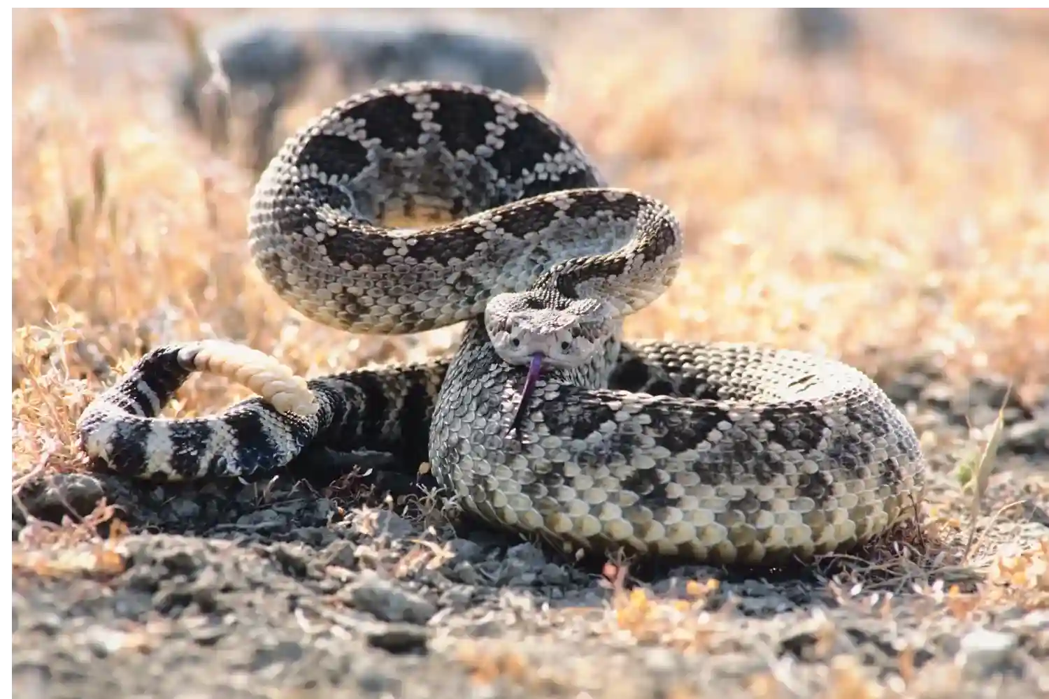 Eastern diamondback rattlesnake