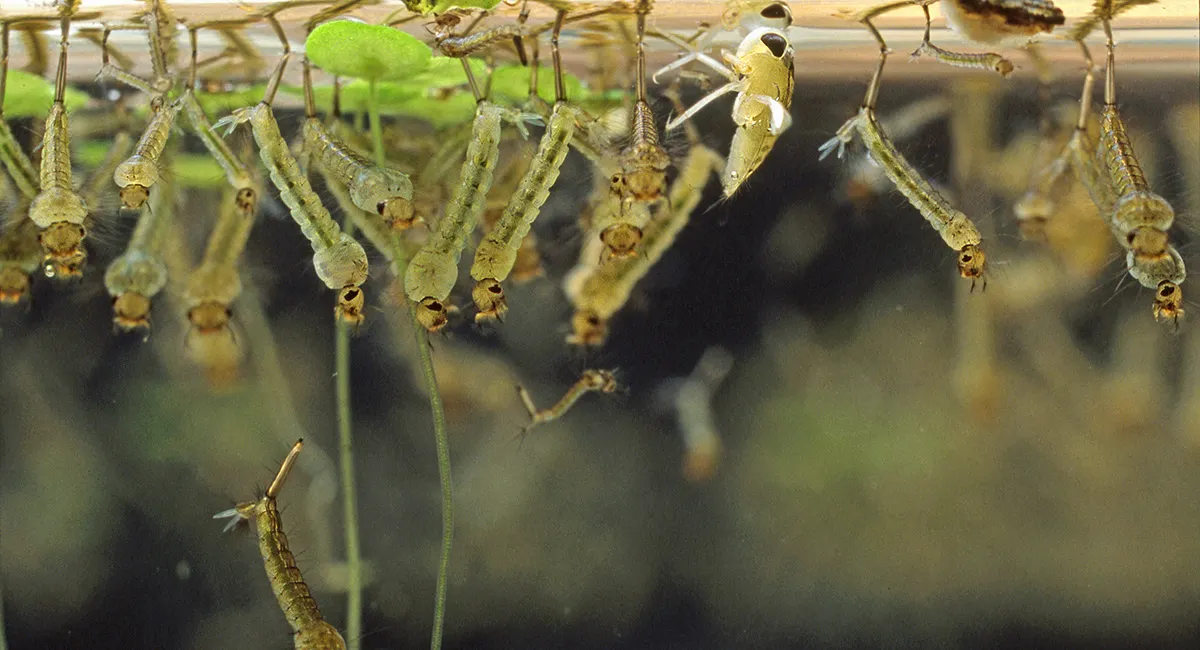 mosquito-larva