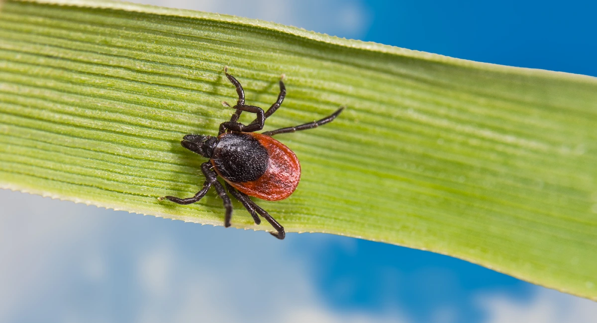 spiders