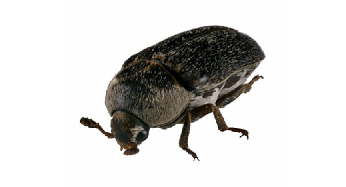 Dornspeckkäfer