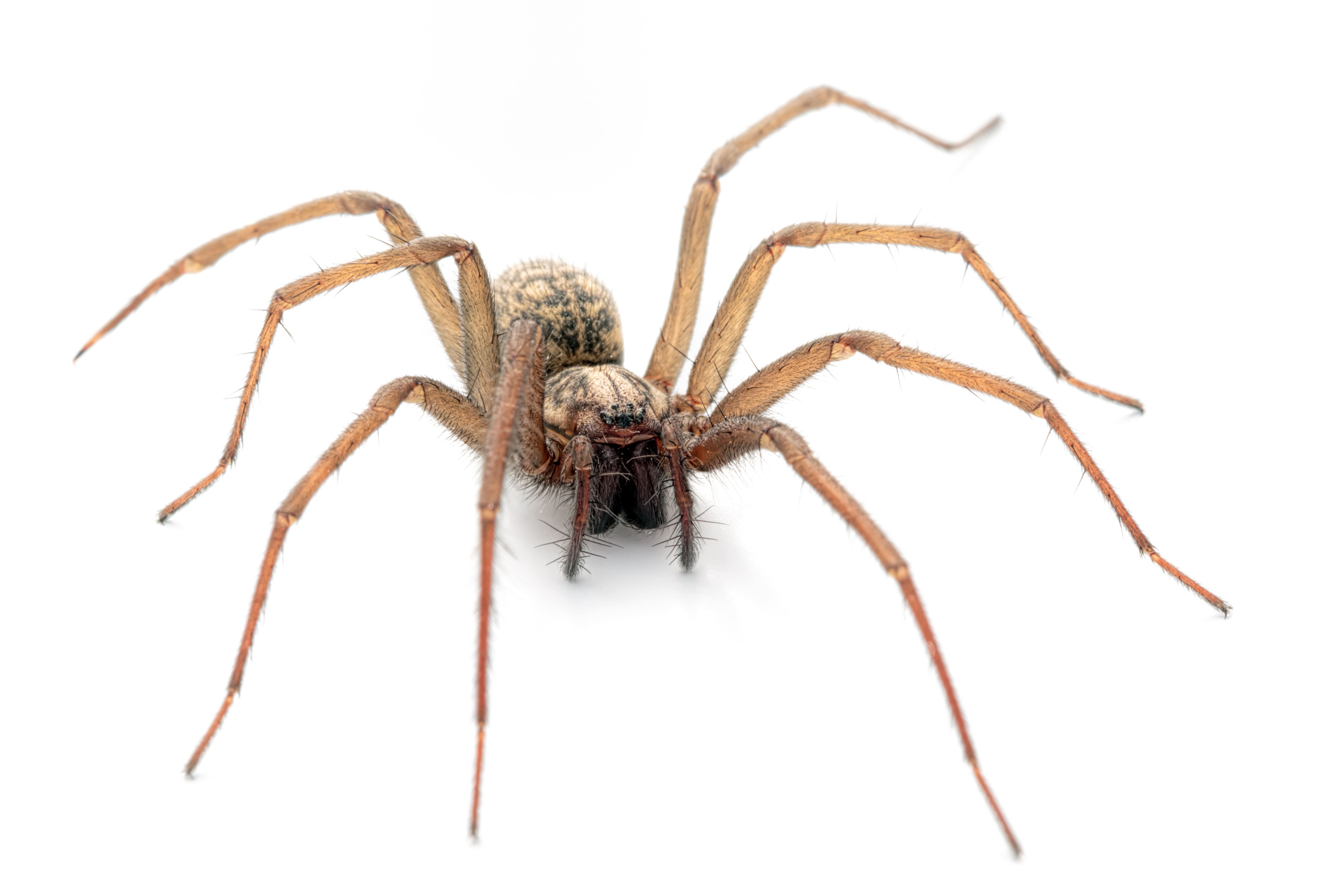 immagine-ragno-tegenaria-domestica