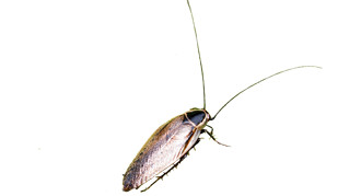 cockroach-ectobius-lapponicus