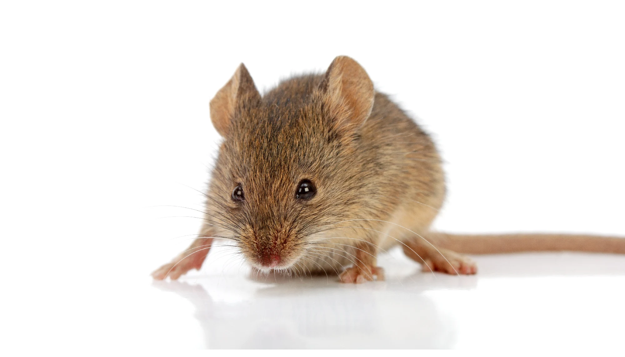 Les souris domestique