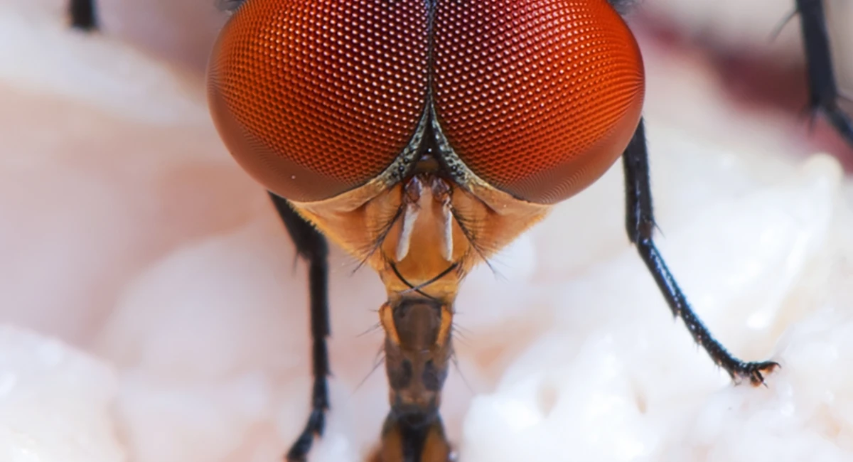 A close-up of a fly’s eyes