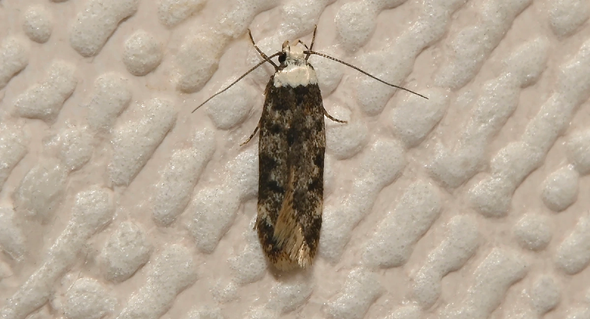 Endrosis sarcitrella