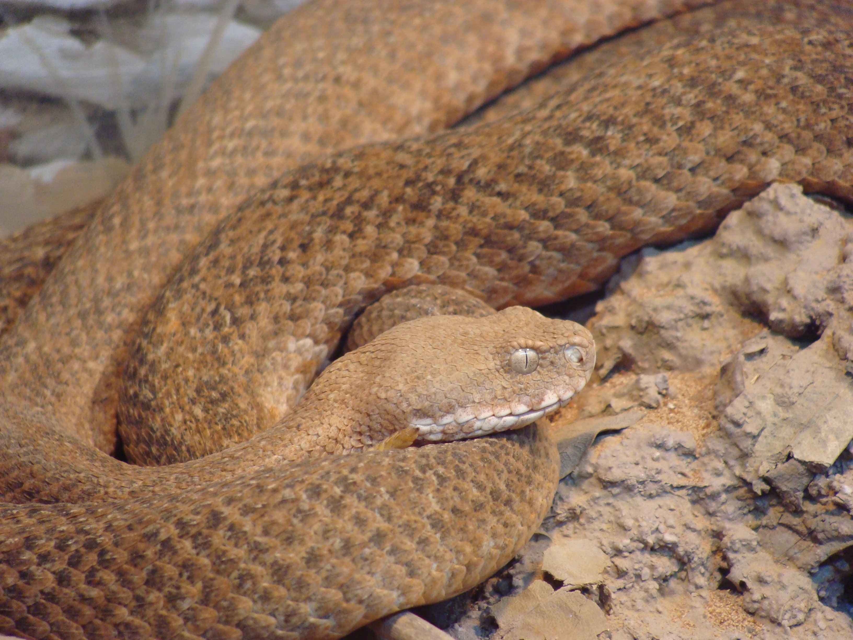 Macrovipera_schweizeri (oxia tis milou)