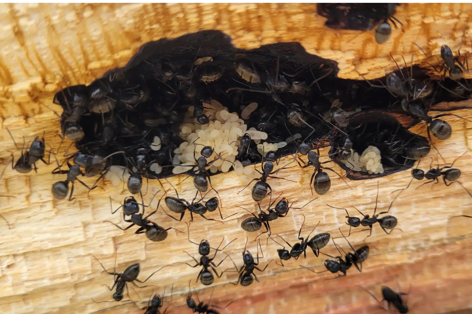 Carpenter Ants Nesting