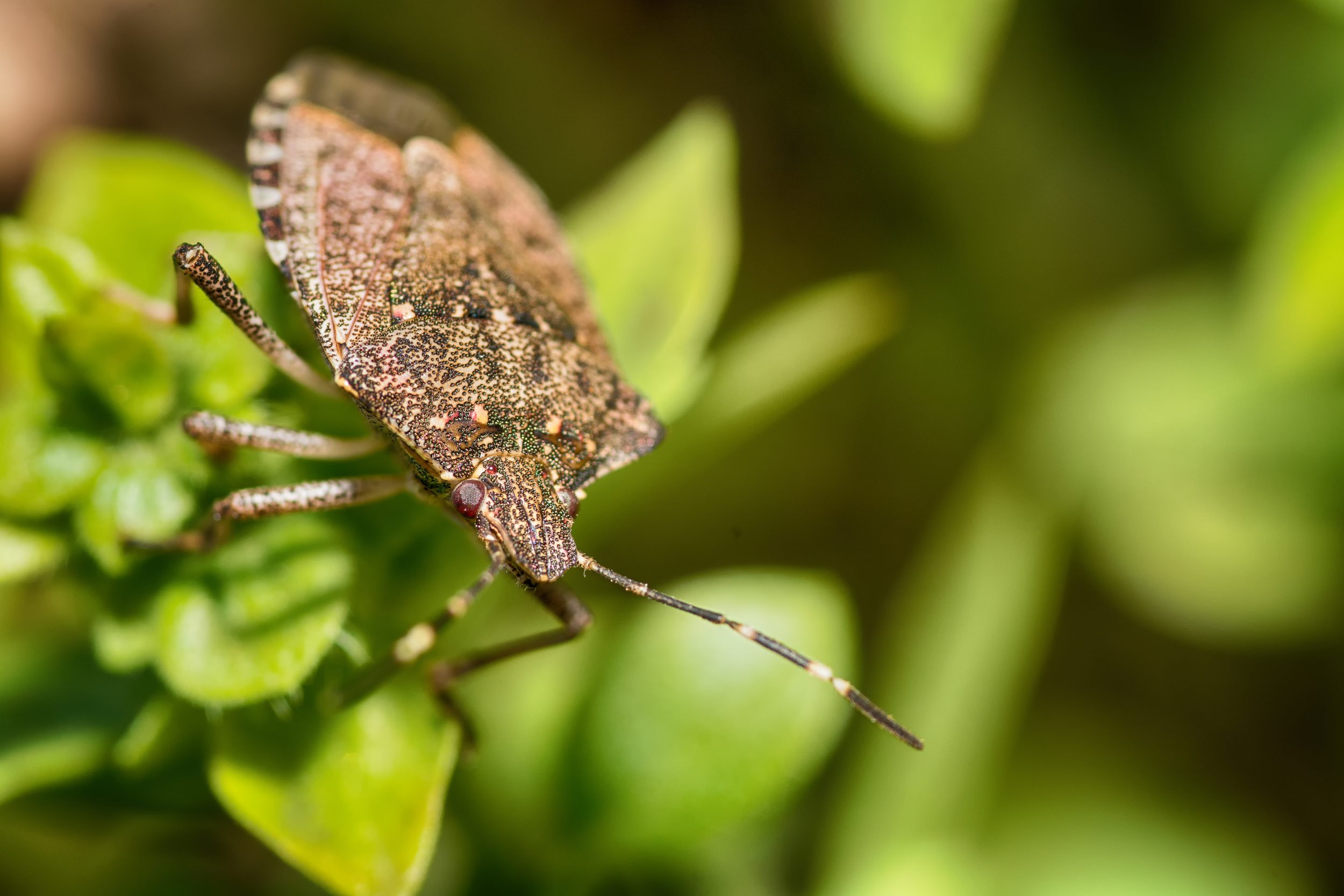 Punaise américaine des pins