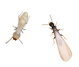 Eastern subterranean termites