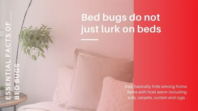 Bed bugs are caused by cross infestation