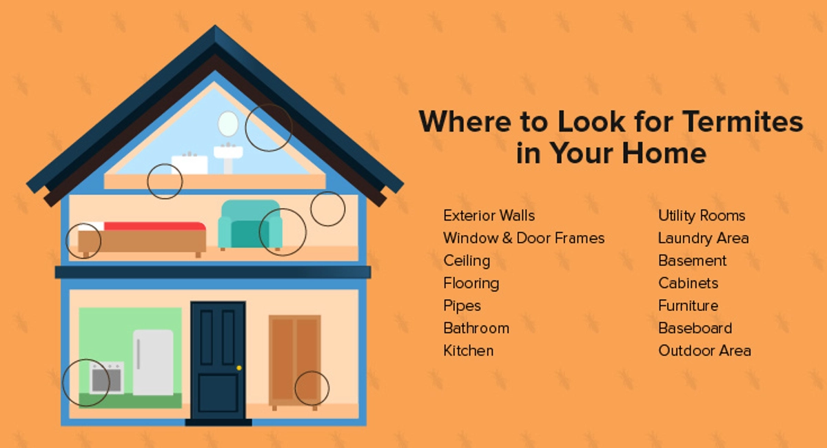 Where to Look for Termites in your home