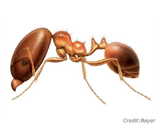 Coastal brown ant