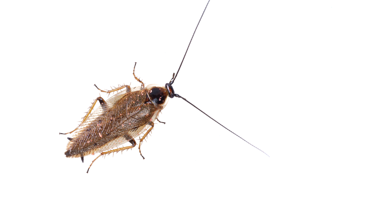 Dusky Cockroach