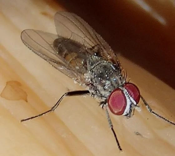 FANNIA CANICULARIS