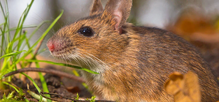 muizen-hebben-aan-een-paar-kruimels-genoeg